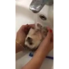 Mix animales 7 27