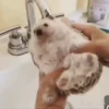 Mix animales 5 25