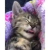 Mix animales 6 29
