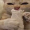 Mix animales 10 28
