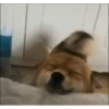 Mix animales 10 29