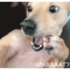 Mix animales 7 28