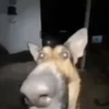 Mix animales 7 29