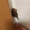 Frogggs 30
