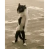 Mix animales 4 5