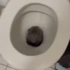 Mix animales 4 6