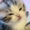 Mix animales 3 5
