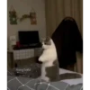 Mix animales 4 7