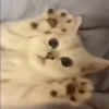 Mix animales 8 6