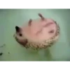 Mix animales 8 7