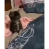 Mix animales 3 6