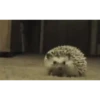 Mix animales 3 7