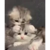 Mix animales 3 8