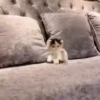 Mix animales 3 10