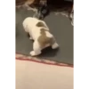 Mix animales 4 9