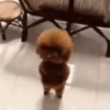 Mix animales 8 9