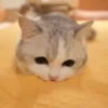 Mix animales 8 10