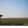 El auto fantástico 1 Movi 9