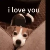 Mix animales 4 10