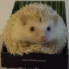Mix animales 8 11