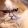 Mix animales 3 12