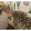 Mix animales 3 13