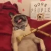 Mix animales 8 12