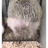 Mix animales 8 13