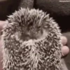 Mix animales 4 14