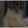 Mix animales 8 14