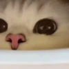 Mix animales 3 16