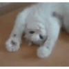 Mix animales 4 16