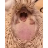 Mix animales 3 17