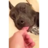Mix animales 4 17