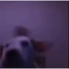 Mix animales 4 18