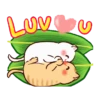 Gato lindo 1 19
