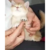 Mix animales 8 16