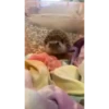 Mix animales 4 19