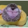 Mix animales 3 18