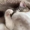 Mix animales 3 19