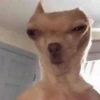 Mix animales 4 20