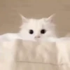 Mix animales 3 22