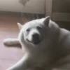 Mix animales 3 23