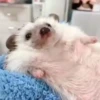 Mix animales 4 21