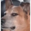 Mix animales 4 22