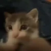 Mix animales 8 17