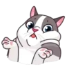 Gatos anime 1🐱 MOV. 🇲🇽 20