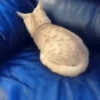 Mix animales 3 24