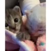 Mix animales 3 25