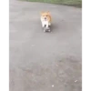 Mix animales 4 24